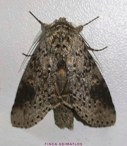 Malocampa ziliante