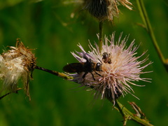Dielis plumipes