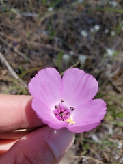 Clarkia arcuata
