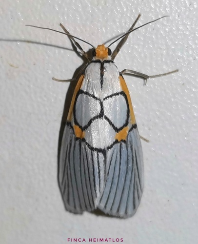 Scotura annulata