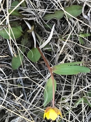 Ranunculus glaberrimus ellipticus