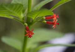 Fuchsia parviflora