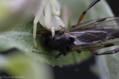 Bibio palliatus