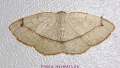 Microxydia orsitaria