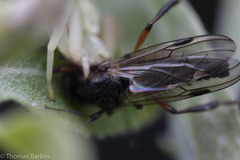 Bibio palliatus