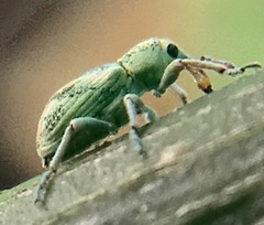 Coniatus splendidulus