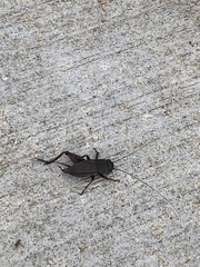 Gryllus texensis