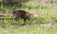 Axis porcinus porcinus