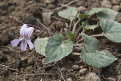 Viola macroceras