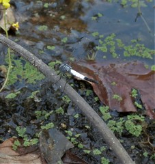 Brachydiplax farinosa