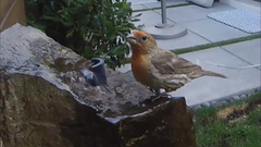 Haemorhous mexicanus