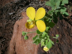 Senna cladophylla