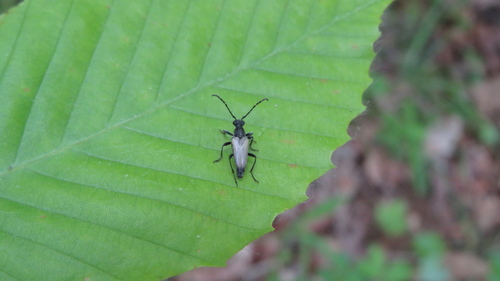 Dark-shouldered Long-horned Beetle photo 2
