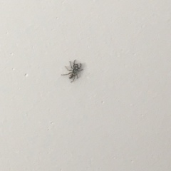 Salticus scenicus