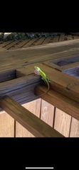 Anolis carolinensis