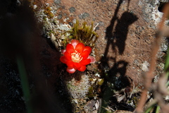 Rebutia fabrisii