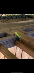 Anolis carolinensis