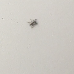 Salticus scenicus