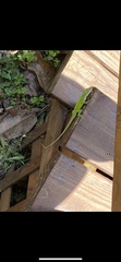 Anolis carolinensis