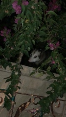 Didelphis virginiana