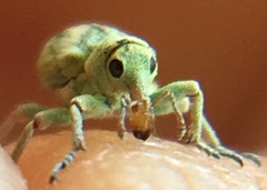 Coniatus splendidulus