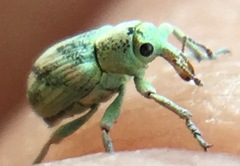 Coniatus splendidulus