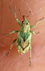 Coniatus splendidulus
