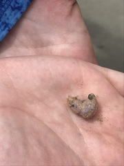 Pentamera pulcherrima