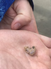 Pentamera pulcherrima