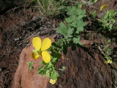 Senna cladophylla