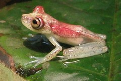 Boana nympha