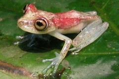 Boana nympha