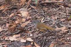 Pachycephala olivacea