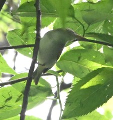 Phylloscopus borealoides