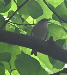 Phylloscopus borealoides