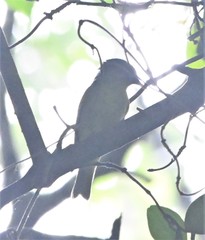 Phylloscopus borealoides