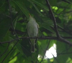 Phylloscopus borealoides