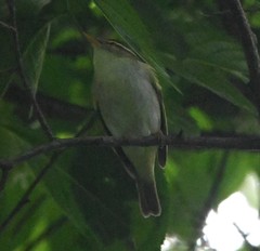 Phylloscopus borealoides