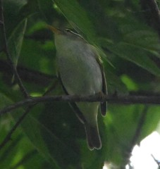 Phylloscopus borealoides