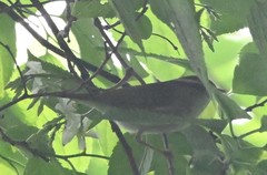 Phylloscopus borealoides