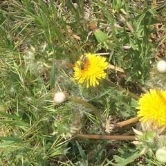 Apis mellifera