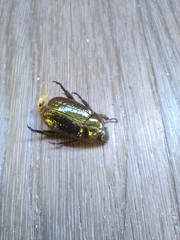 Pelidnota glabra