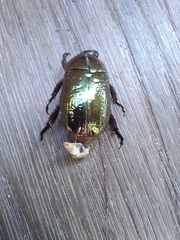 Pelidnota glabra