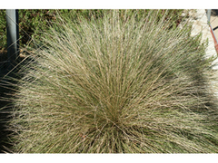 Muhlenbergia dubia