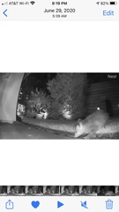 Didelphis virginiana