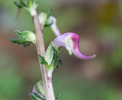 Pedicularis glabra