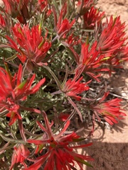 Castilleja scabrida
