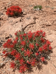 Castilleja scabrida