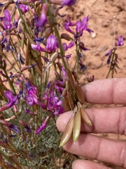 Astragalus coltonii moabensis