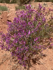 Astragalus coltonii moabensis